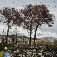 S odlagališta otpada Karepovac širi se nesnosan smrad