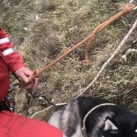 Spašavanje aljaškog malamuta