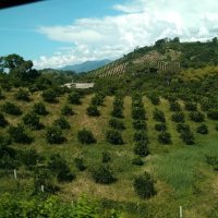 Kolumbijske plantaže kave