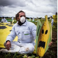 GMO, Monsanto