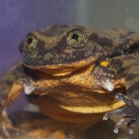 Romeo, vodena žaba iz Bolivije