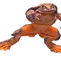 Romeo, vodena žaba iz Bolivije