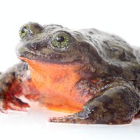 Romeo, vodena žaba iz Bolivije