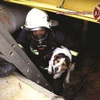 Osječki vatrogasci spasili psa iz 8 metara dubokog bazena