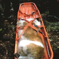 Bernardinac - uspavan pa izvučen pomocu alpinističkog korita