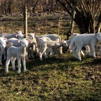 Stado ovaca koje čeka svojeg pastira