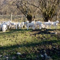 Stado ovaca koje čeka svojeg pastira