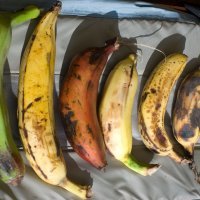 Sedam sorta banana