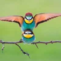 Petar Sabol Parenje pčelarica