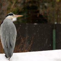 Zima u Zoološkom vrtu grada Zagreba