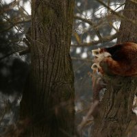 Zima u Zoološkom vrtu grada Zagreba