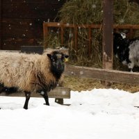 Zima u Zoološkom vrtu grada Zagreba