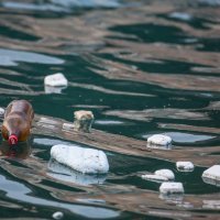 Ilustrativna galerija/ Plastični otpad kod Dubrovnika