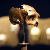 Muzej krapinskog neandertalca