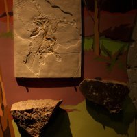 Muzej krapinskog neandertalca