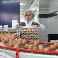 Proizvodnja jaja u Luneti