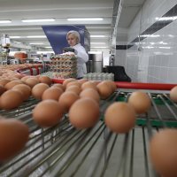 Proizvodnja jaja u Luneti