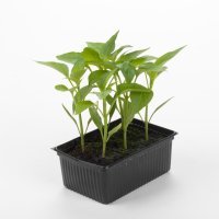 Presadnica paprika BABURA