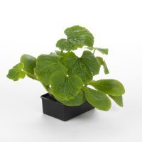 Presadnica tikva HOKAIDO