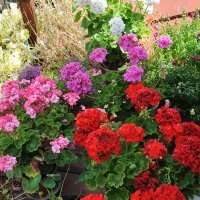 Sadnica PELARGONIJA ZONALE