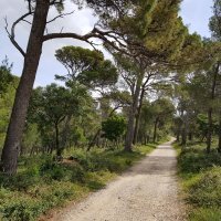 Makarska, Park šuma Osejava
