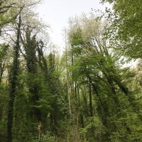 Srušena stabla na Jelenovcu