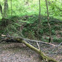 Srušena stabla na Jelenovcu