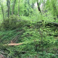 Srušena stabla na Jelenovcu