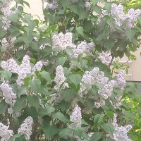 Nokia 7 Plus fotografije