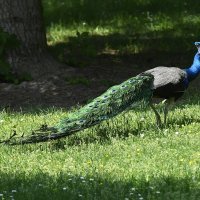 Šuma na Pantovčaku postat će park