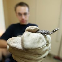 Hrvatske otrovne zmije