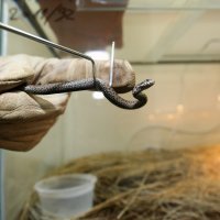 Hrvatske otrovne zmije