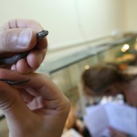 Hrvatske otrovne zmije