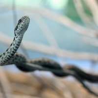 Hrvatske otrovne zmije