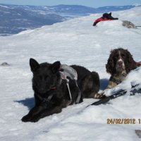 Potražni psi HGSS-a