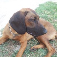 Potražni psi HGSS-a