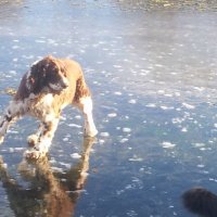 Potražni psi HGSS-a