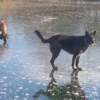 Potražni psi HGSS-a