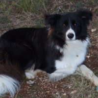 Potražni psi HGSS-a