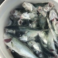 Gastro scena Istanbula