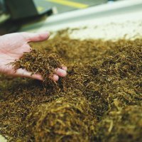 Tvornica cigareta u Kanfanaru