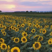 Sonnenblumen-bei-Apetlon-Seewinkel-Burgenland_Oesterreich-Werbung_G-Popp