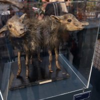 Manifestacija Muzeji izvan muzeja