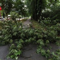 Nevrijeme je čupalo stabla i trgalo grane kod Klinike za psihijatriju Vrapče