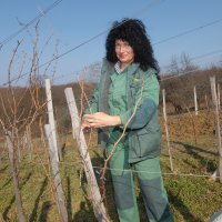 Višnja Pevec obrezuje vinograd