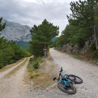 Berulia