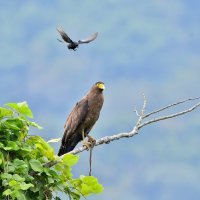 Ptica slijeće na orla u letu