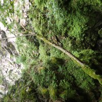 Jama Hippie Garden - ulaz