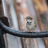 Građane u Zagrebu dočekalo kišovito i hladno jutro
