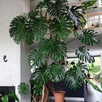 Biljka monstera